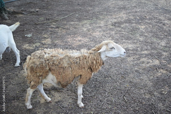 Obraz Ba ba brown sheep. 