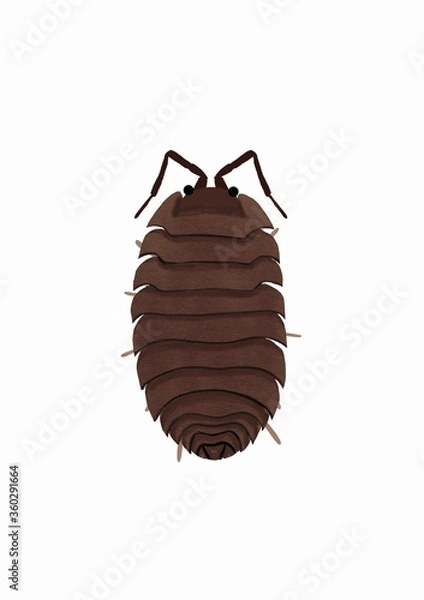 Fototapeta shield bug on white background