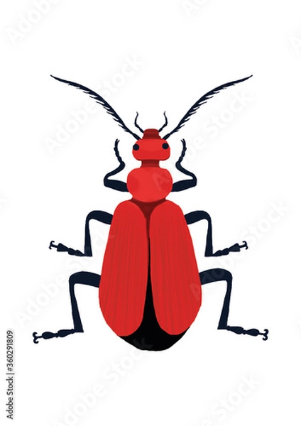 Fototapeta red bug vector illustration
