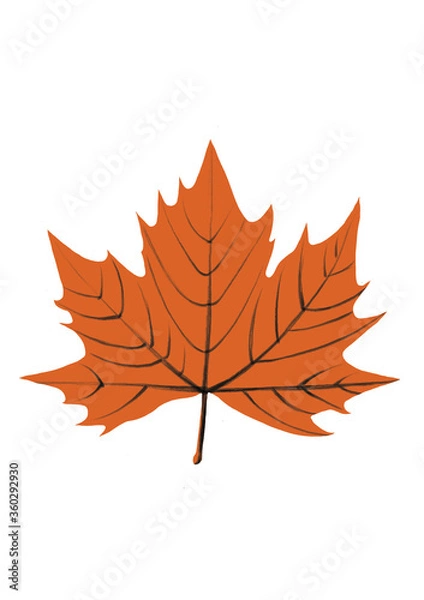 Fototapeta autumn maple leaf