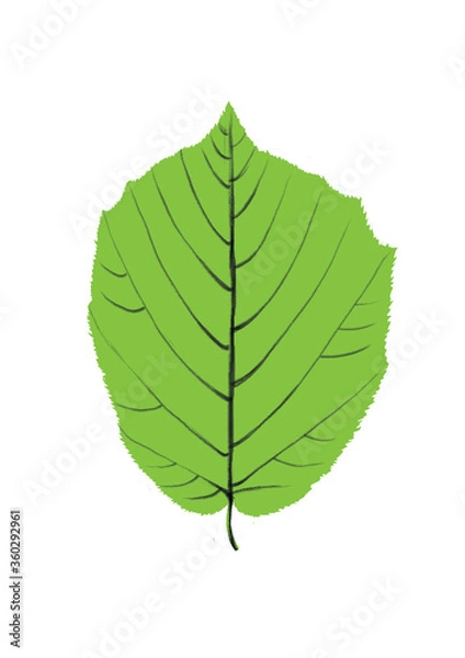 Fototapeta green leaf on white background
