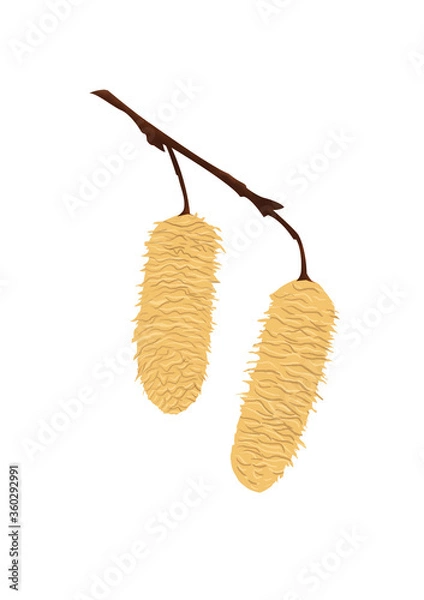 Fototapeta Silver Birch seed