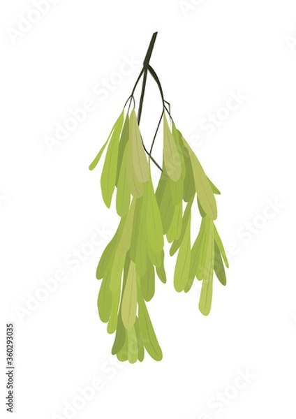 Fototapeta Ash seed bunch