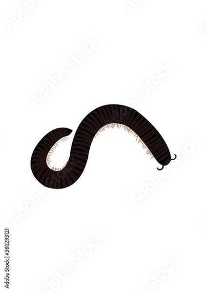 Fototapeta Millipedes