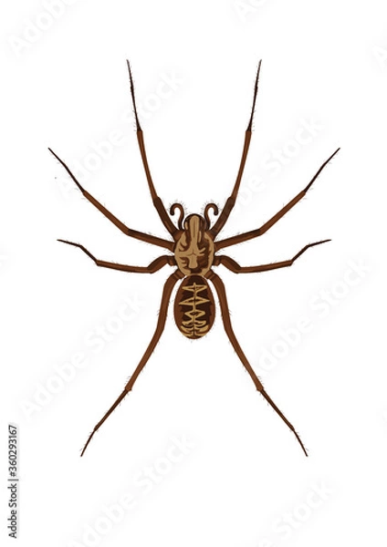 Fototapeta spider on white background