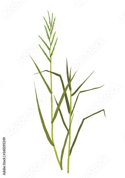 Fototapeta Grass seed