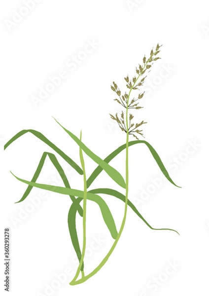 Fototapeta Grass seed