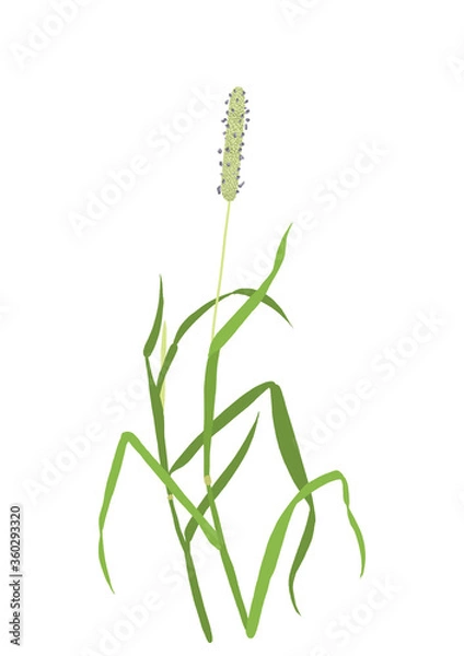 Fototapeta Grass seed