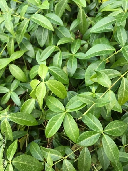 Obraz numerous green vine-like plants