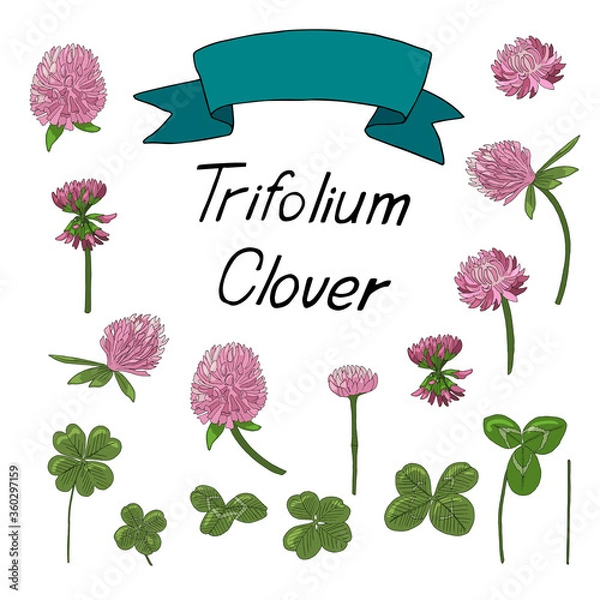 Obraz Clover. Clover flowers, leaves and stems isolated