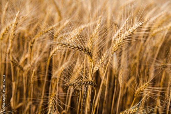 Fototapeta golden grains of wheat in a field