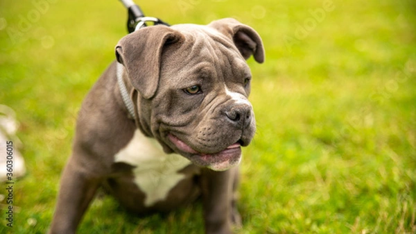 Fototapeta 
Cute portrait of a brown and white Olde English Bulldogge puppy