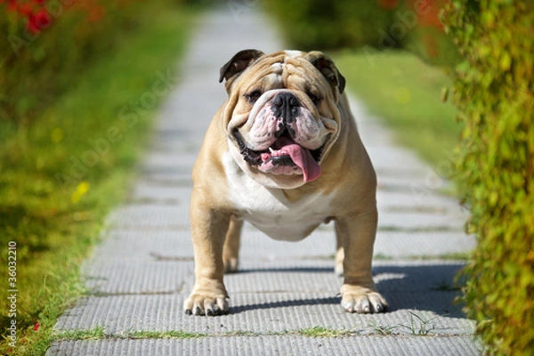 Obraz English Bulldog