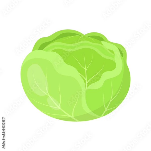Fototapeta fresh cabbage isolated on white, vector illustration