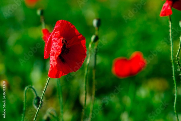 Fototapeta Spring poppies in a field of green