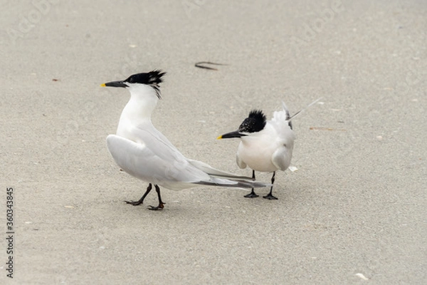 Obraz Sandwich Tern