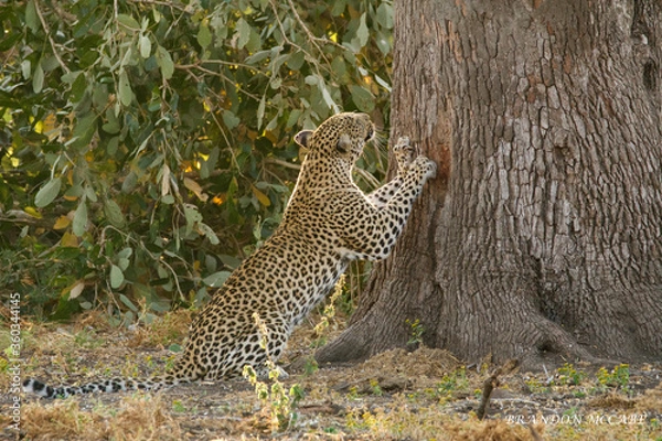 Fototapeta leopard in the tree