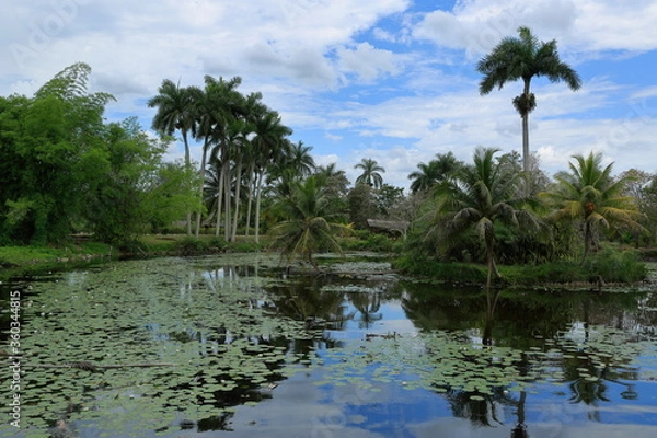 Fototapeta Playa Larga, Bay of Pigs, Matanzas region. There are crocodile farms around. Cuba.