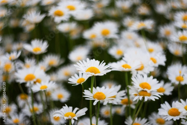 Fototapeta White camomiles close-up on a green background with a copy of the space. Chamomile flower field. Chamomile daisy blooms on a summer day. Chamomile is a symbol of love, family and loyalty.