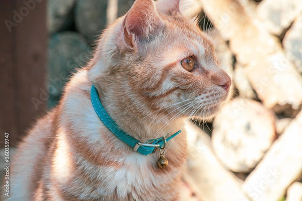 Obraz 水色の首輪と鈴をつけたペットのトラネコの横顔