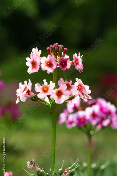 Fototapeta 長野県喬木村　九十九谷森林公園のくりん草
