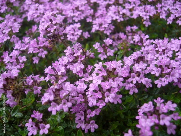 Obraz イブキジャコウソウ