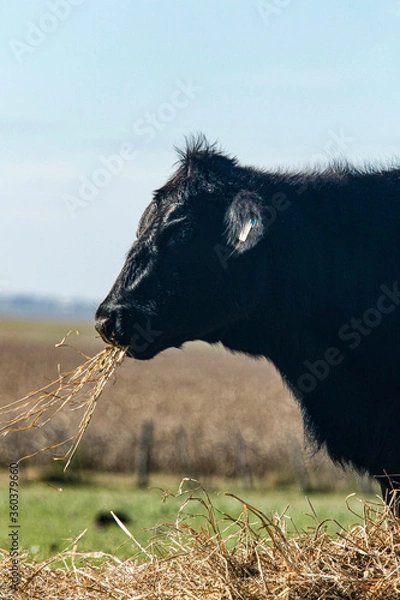 Obraz black and white cow