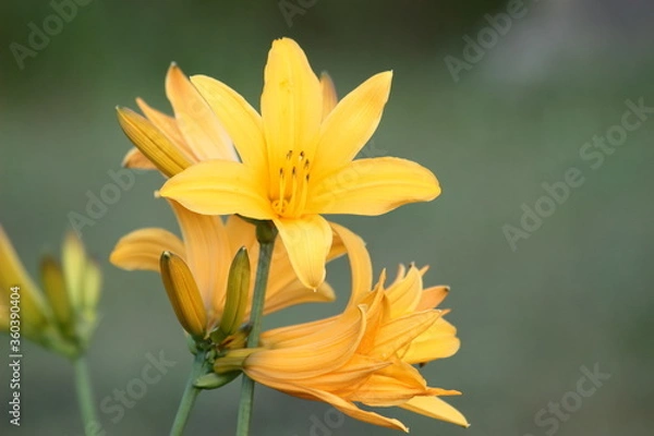 Obraz ニッコウキスゲ