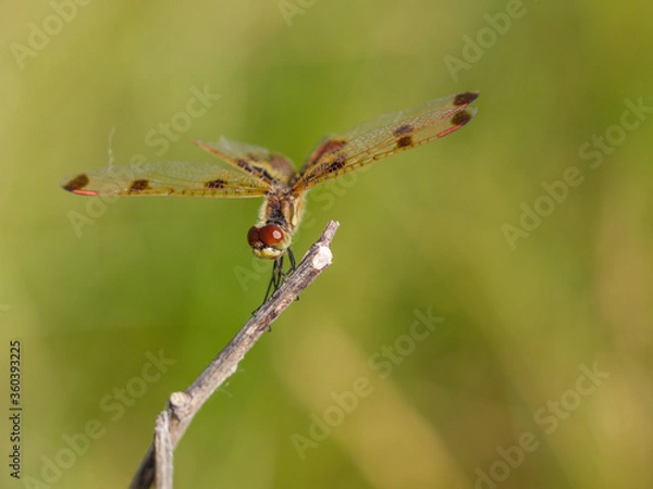 Obraz Dragonfly - Calico Pennant facing forward