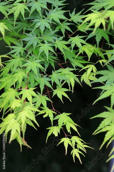 Fototapeta 青もみじ