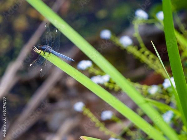 Obraz Spangled Skimmer dragonfly on cattail
