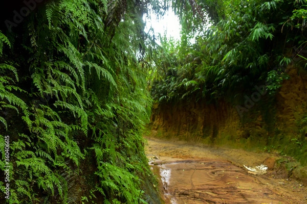 Obraz adventure in nature and flowers