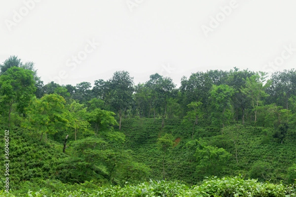 Obraz adventure in nature and flowers