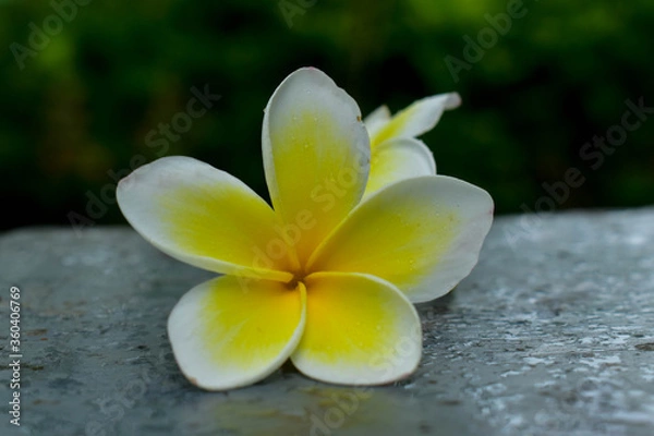 Obraz adventure in nature and flowers