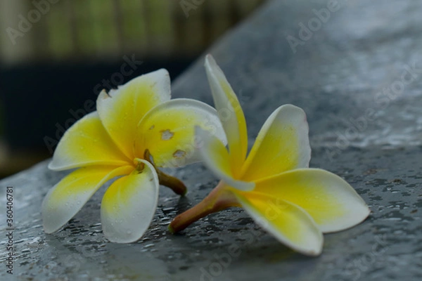 Obraz adventure in nature and flowers