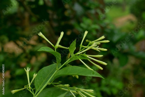 Obraz adventure in nature and flowers