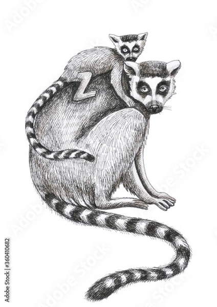 Fototapeta lemur with cub pattern watercolor silhouette tropical animals isolate object white background primacy
