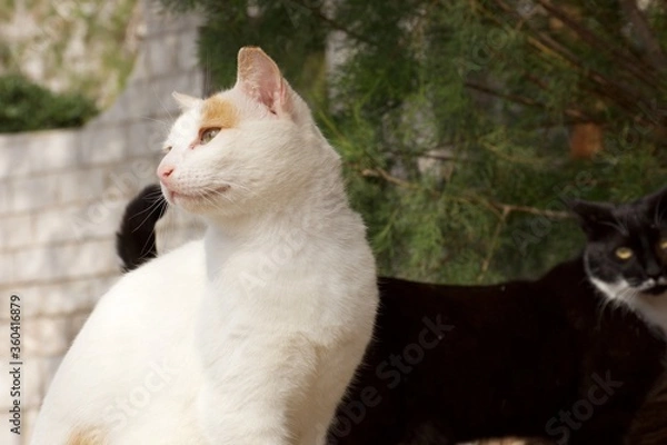 Fototapeta stray cat.
not looking at the camera.