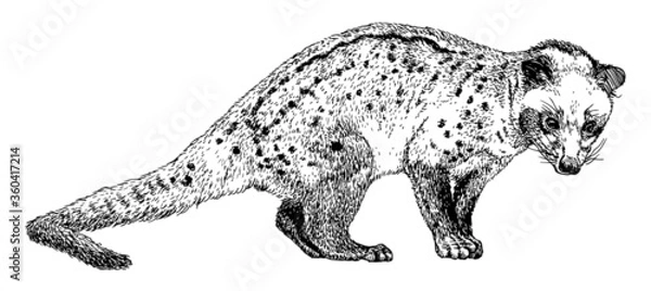 Fototapeta Hand drawn realistic sketch of asian palm civet or toddy cat, vector illustration