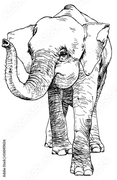 Fototapeta Hand drawn sketch of asian pygmy elephant. Vector illustration