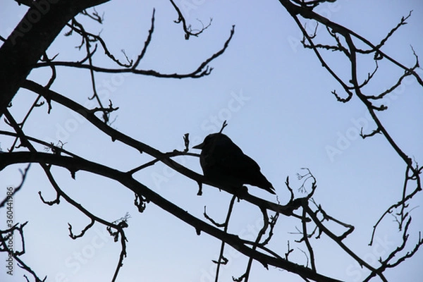 Obraz lonely crow sitting on tree branches