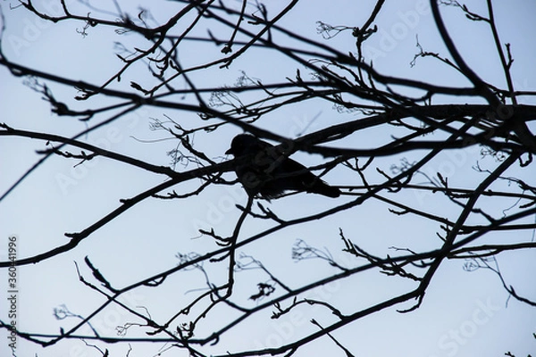 Obraz lonely crow sitting on tree branches