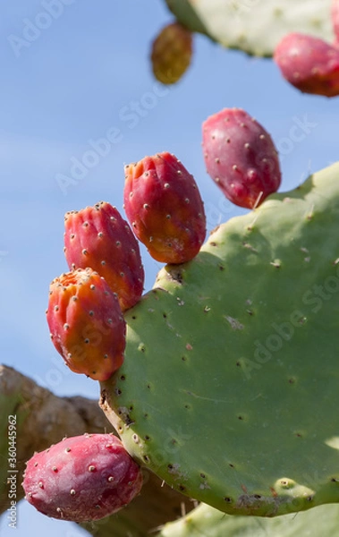 Fototapeta Kaktusfeige