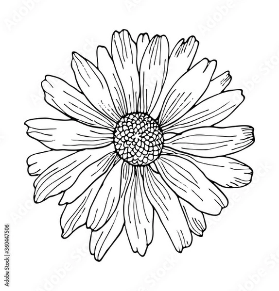 Fototapeta Hand-drawing chamomile isolated on white background vector illustration. Black outline wild flower element for design.