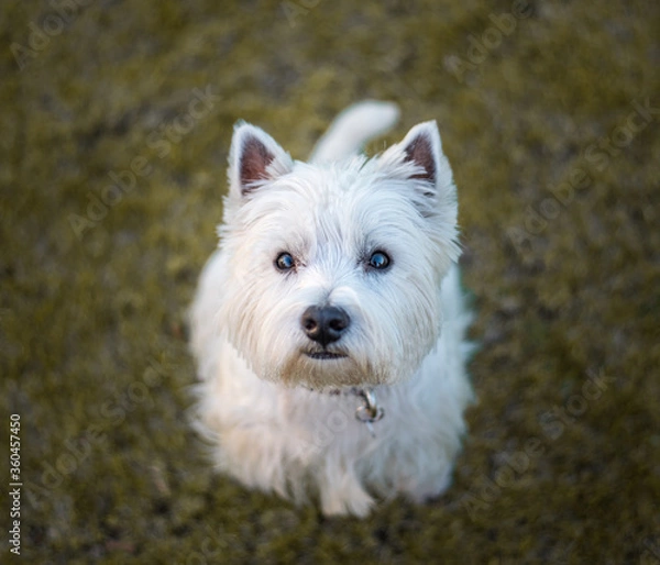 Obraz west highland white terrier