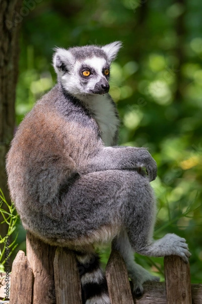 Fototapeta Lemur catta sitting on wooden fence