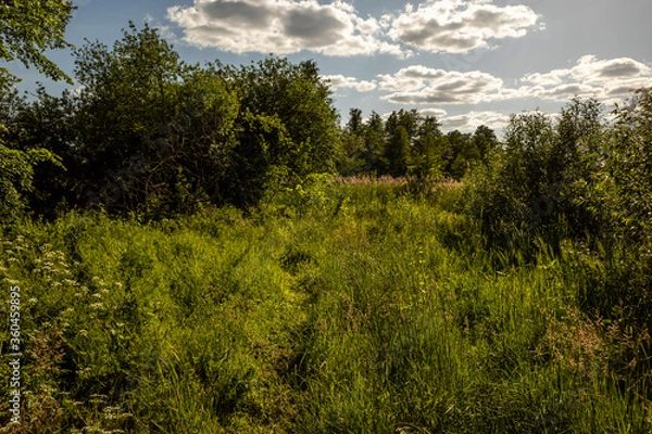 Fototapeta Deutscher Wald