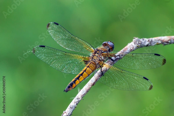 Obraz dragonfly on a leaf