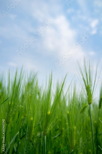 Fototapeta 푸른하늘아래 청보리밭 풍경
