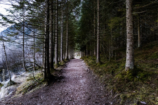 Obraz Durch den Wald